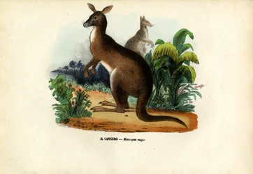 Östliches Graues Känguru, 1863-79